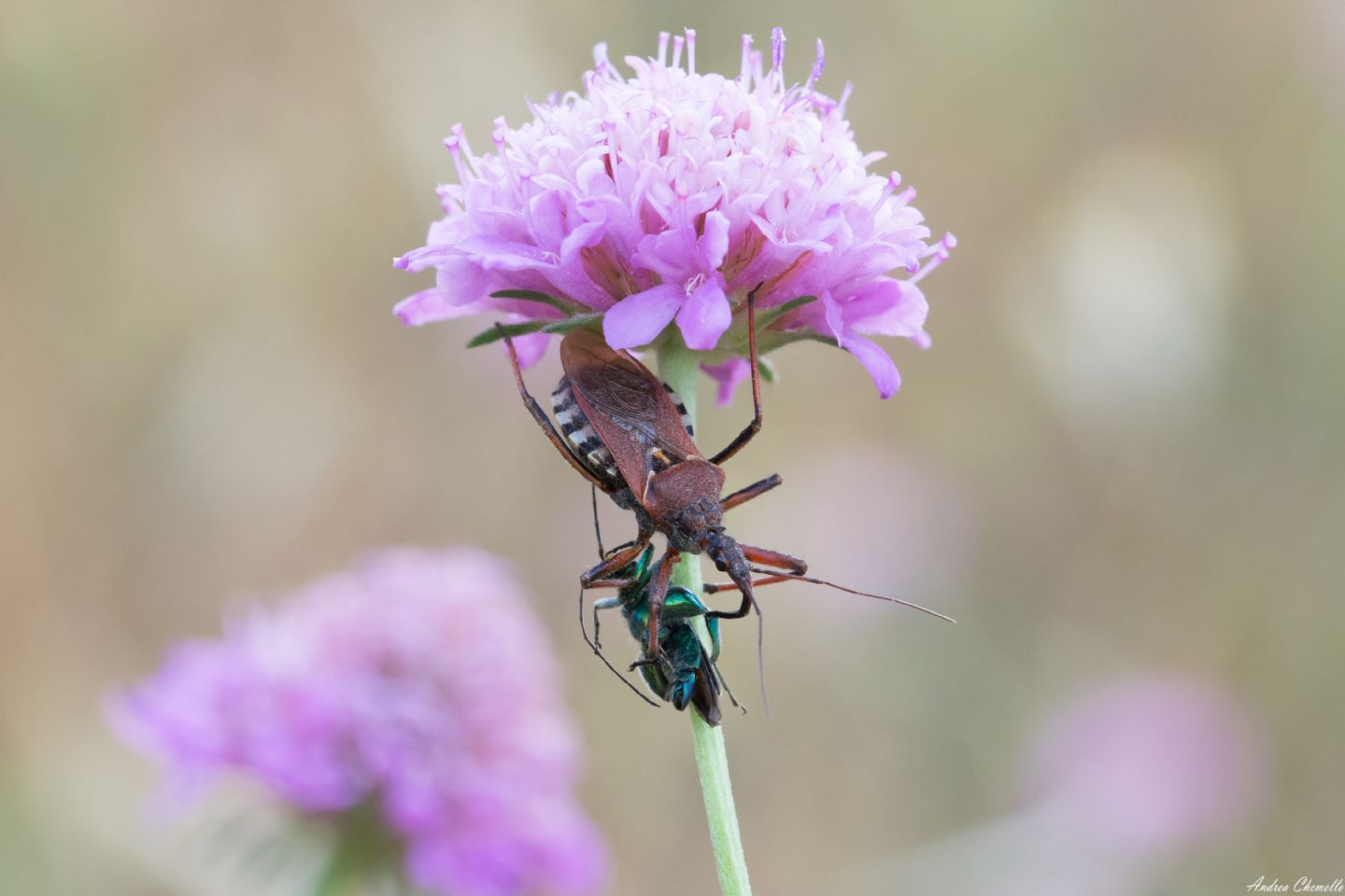 Reduviidae: Rhynocoris sp. e Rhynocoris erythropus